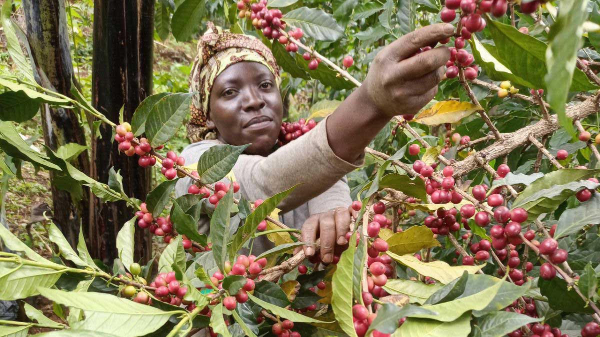قهوه ربوستا اوگاندا