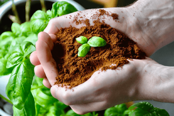 تفاله و گیاه در دست یک انسان